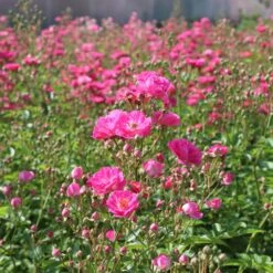 Pretty Polly® Pink Rose -Blossom Berry Shop Pretty Polly Pink