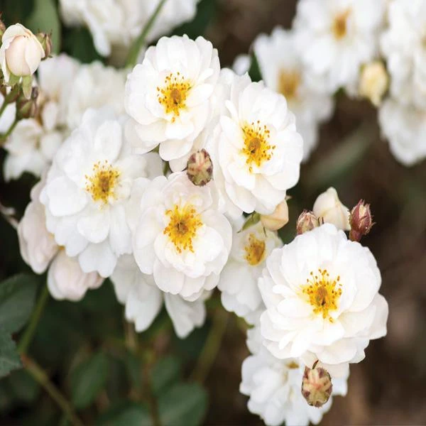 Pretty Polly® White Rose 1 Pretty Polly® White Rose