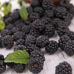 Prime Ark Freedom Blackberry - USDA Organic 7 Prime Ark Freedom Blackberry - USDA Organic -Blossom Berry Shop Prime Ark Freedom Blackberries 2 450w 6eb9fce9 bbe8 4d18 aff3 ccaf8f5427c6
