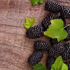Prime Ark Freedom Blackberry - USDA Organic 6 Prime Ark Freedom Blackberry - USDA Organic -Blossom Berry Shop Prime Ark Freedom Blackberries 450w d5286eb3 bcc5 4d9f baed f30b1d6d3dee