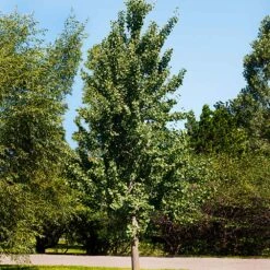 Princeton Sentry™ Columnar Ginkgo Tree -Blossom Berry Shop Princeton Sentry Ginkgo Tree 1
