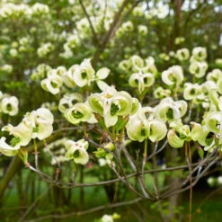 Mexican Flowering Dogwood Tree -Blossom Berry Shop Pringle Mexican Dogwood 1