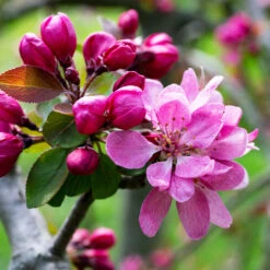 Profusion Crabapple Tree -Blossom Berry Shop Profussion Crabapple 3 FGT
