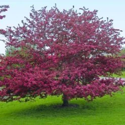 Profusion Crabapple Tree -Blossom Berry Shop Profussion Crabapple 5