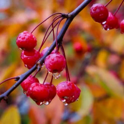 Profusion Crabapple Tree -Blossom Berry Shop Profussion Crabapple 6