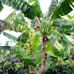 Puerto Rican Plantain Banana Tree -Blossom Berry Shop Puerto Rican Plantain Banana Tree 10