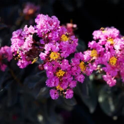 Black Diamond® Crape Myrtle - Purely Purple™ -Blossom Berry Shop Purely Purple 1
