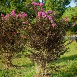 Black Diamond® Crape Myrtle - Purely Purple™ -Blossom Berry Shop Purely Purple 3