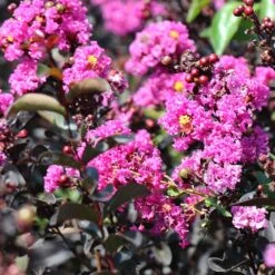 Black Diamond® Crape Myrtle - Purely Purple™ -Blossom Berry Shop Purely Purple 4