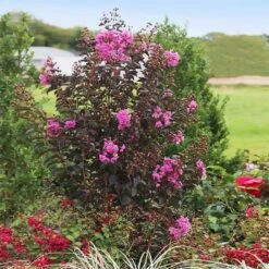 Black DiamondĀ® Crape Myrtle - Purely Purpleā¢