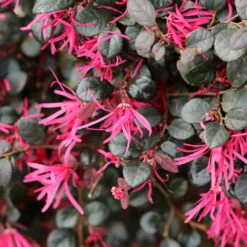 Purple Daydream® Dwarf Loropetalum -Blossom Berry Shop Purple Daydream Loropetalum 1