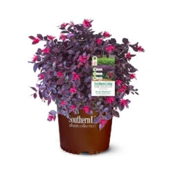 Purple Daydream® Dwarf Loropetalum -Blossom Berry Shop Purple Daydream Loropetalum 2