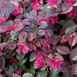 Purple Diamond® Semi-Dwarf Loropetalum 8 Purple Diamond® Semi-Dwarf Loropetalum -Blossom Berry Shop Purple Diamond loropetalum 1