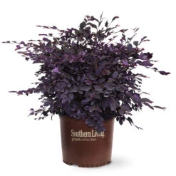 Purple Diamond® Semi-Dwarf Loropetalum 10 Purple Diamond® Semi-Dwarf Loropetalum -Blossom Berry Shop Purple Diamond loropetalum 6