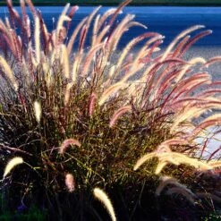 Purple Fountain Grass -Blossom Berry Shop Purple Fountain Grass 2