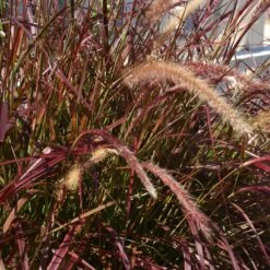 Purple Fountain Grass -Blossom Berry Shop Purple Fountain Grass 5