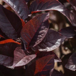 Purple Plunge Weeping Plum Tree -Blossom Berry Shop Purple Plunge 9