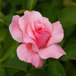 Queen Elizabeth Rose -Blossom Berry Shop Queen Elizabeth Rose 2 BB