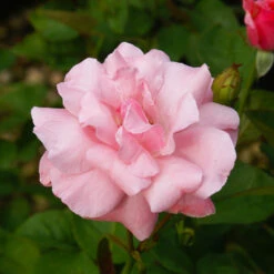 Queen Elizabeth Rose -Blossom Berry Shop Queen Elizabeth Rose 2 FGT