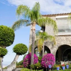 Queen Palm 5 Queen Palm -Blossom Berry Shop Queen Palm 4 FGT