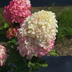 Quick Fire® Hydrangea Tree -Blossom Berry Shop QyuickFire Hydrangea 2