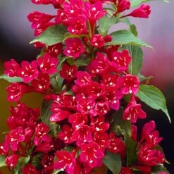 Red Prince Weigela Tree -Blossom Berry Shop Red Prince Wegeila 1 FGT