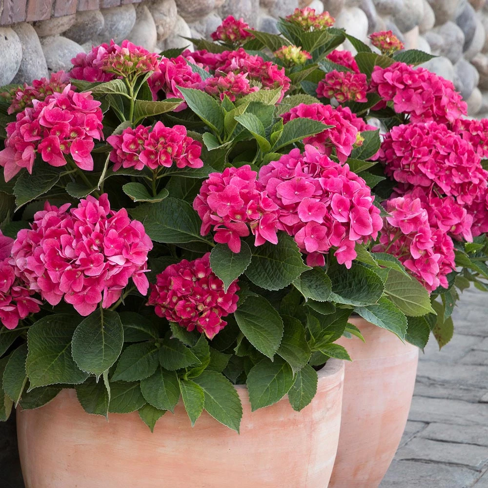 Red N' Pretty® Hydrangea Shrub 2 Red N' Pretty® Hydrangea Shrub - Image 2