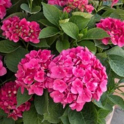Red N' Pretty® Hydrangea Shrub 5 Red N' Pretty® Hydrangea Shrub -Blossom Berry Shop Red and Pretty Hydrangea 2