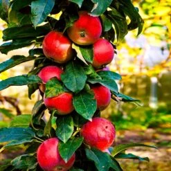 North Pole Columnar Apple Tree -Blossom Berry Shop Red Columnar Apple 3