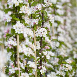 North Pole Columnar Apple Tree -Blossom Berry Shop Red Columnar Apple 5 1e61b77e e58f 495e b315 5969c62492bd