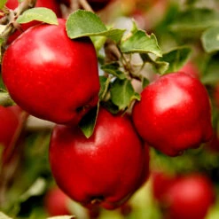 Apple Pollinator Pack -Blossom Berry Shop Red Delicious Apple 1