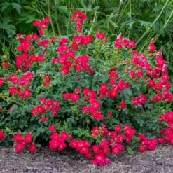 Red Drift® Rose -Blossom Berry Shop Red Drift Rose 1