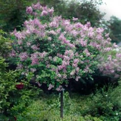 Red Pixie Lilac Tree -Blossom Berry Shop Red Pixie Lilac Tree 2