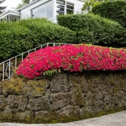 Red Ruffles Azalea Shrub -Blossom Berry Shop Red Ruffles Azalea 7