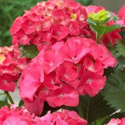 Red Sensation Hydrangea 5 Red Sensation Hydrangea -Blossom Berry Shop Red Sensation Hydrangea 1 FGT