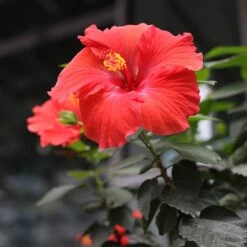 Red Tropical Hibiscus Tree -Blossom Berry Shop Red Tropical Hibiscus Tree 3 FGT