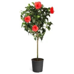 Red Tropical Hibiscus Tree -Blossom Berry Shop Red Tropical Hibiscus Tree 5