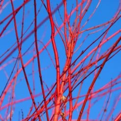 Red Twig Dogwood Shrub -Blossom Berry Shop Red Twig Dogwood 3 FGT