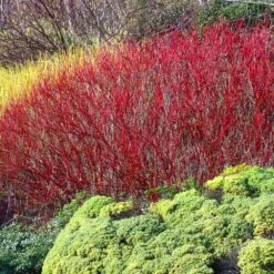 Red Twig Dogwood Shrub -Blossom Berry Shop Red Twig Dogwood 4
