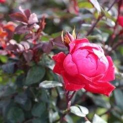 Double Knock Out® Rose 10 Double Knock Out® Rose -Blossom Berry Shop Red knockout rose 2