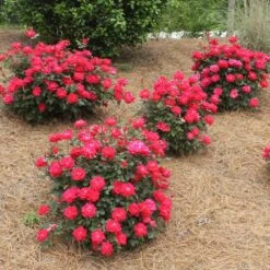 Double Knock Out® Rose 11 Double Knock Out® Rose -Blossom Berry Shop Red knockout rose 4