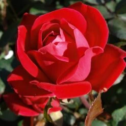 Double Knock Out® Rose 9 Double Knock Out® Rose -Blossom Berry Shop Red knockout rose 7 FGT