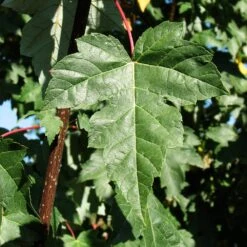 Redpointe® Maple 9 Redpointe® Maple -Blossom Berry Shop Redpointe Maple 2