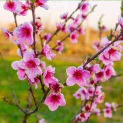 Redskin Peach Tree -Blossom Berry Shop Redskin Peach Tree 3 8df8851c ef3e 4a16 b538 29f1adcb997c