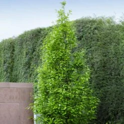 Regal Prince Oak Tree -Blossom Berry Shop Regal Prince Oak 3