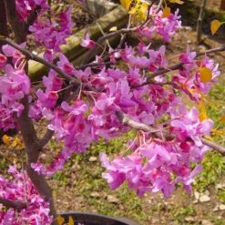 The Rising Sun™ Eastern Redbud Tree 9 The Rising Sun™ Eastern Redbud Tree -Blossom Berry Shop Rising Sun Redbud 6
