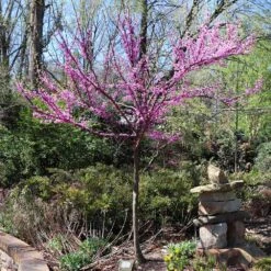 The Rising Sun™ Eastern Redbud Tree 10 The Rising Sun™ Eastern Redbud Tree -Blossom Berry Shop Rising Sun Redbud 7