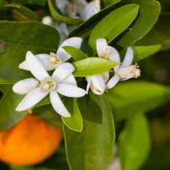 Robertson Navel Orange -Blossom Berry Shop Robertson Navel Orange 1