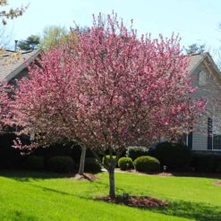 Robinson Crabapple Tree -Blossom Berry Shop Robinson Crabapple 3 FGT