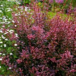 Rose Glow Barberry Shrub 7 Rose Glow Barberry Shrub -Blossom Berry Shop Rose GLow Barberry 3 FGT